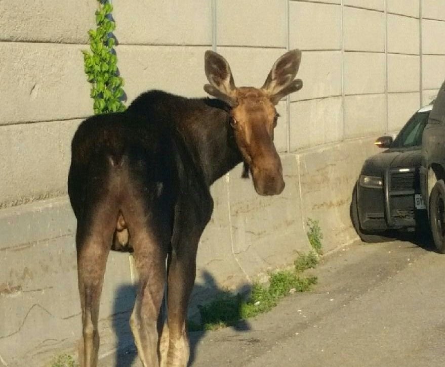 2018-07-19 moose queensway police jw