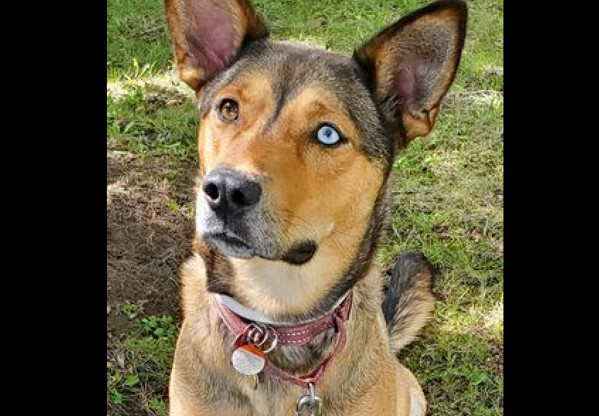 A German Shepherd/Australian Border Collie mix named 'Whiskey' was struck on Blair Road last month, and the driver fled the scene when the dog ran away. PHOTO/Ottawa police 