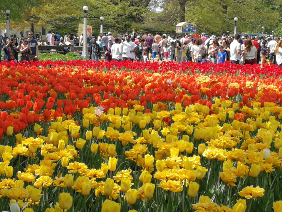 The Canadian Tulip Festival is now underway in the capital CityNews