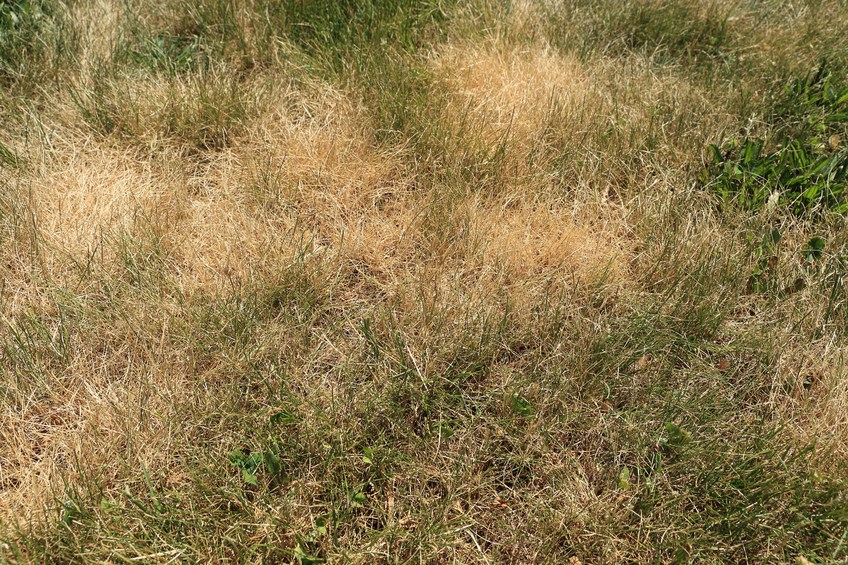 2016-dry-grass-istock-jw