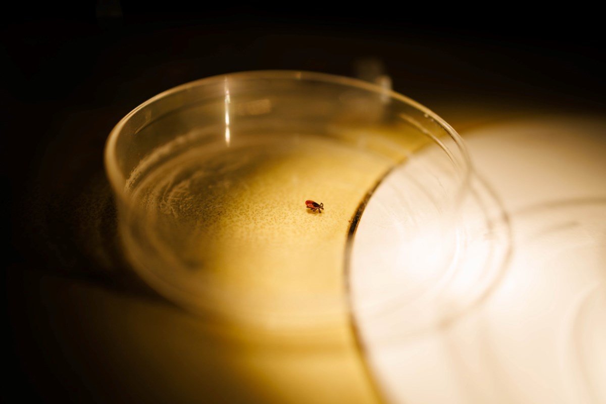 Tiny ticks, big threat: Researchers warn of pesky bloodsuckers
