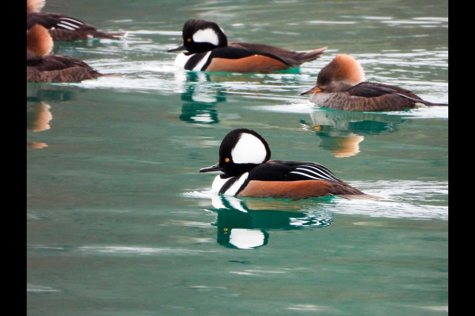 Male Hooded Merganser.