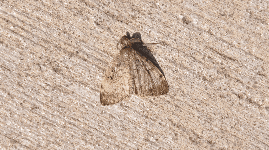 gypsy moth pic