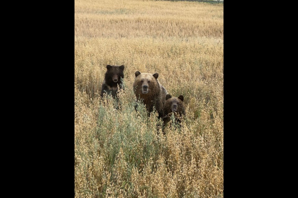 The grizzly bears in front of a local farmer's tractor