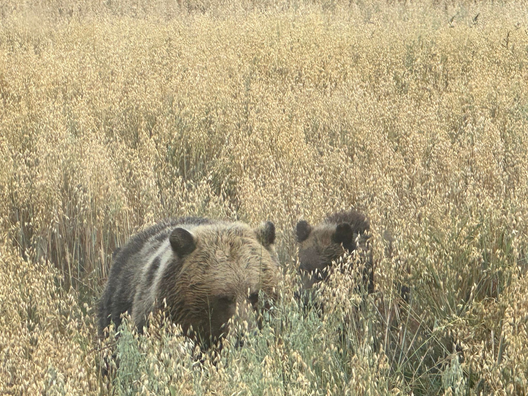Anderson bean grizzly bear hotsell