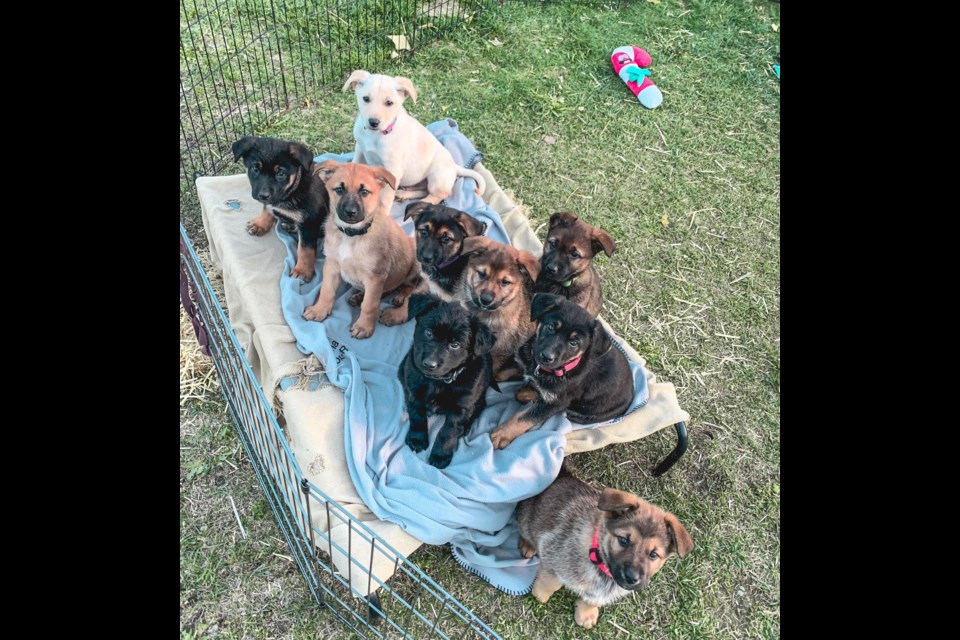 Members of the so-called “Hip-Hop Crew” at Pemberton’s only animal shelter are currently up for adoption. 
