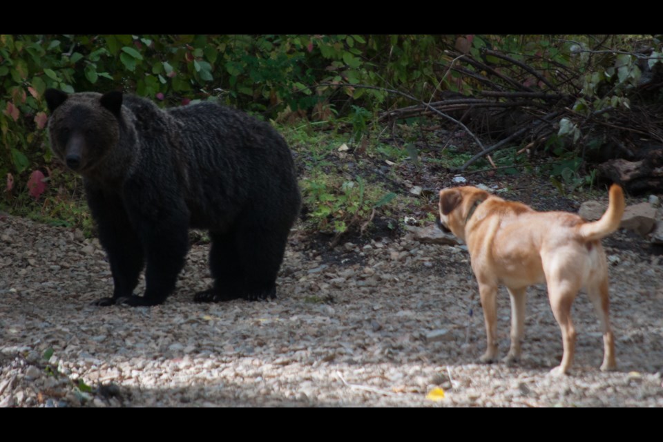Grizzly bear and dog (Zoe)