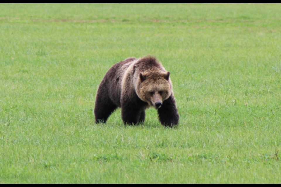 The female grizzly bear