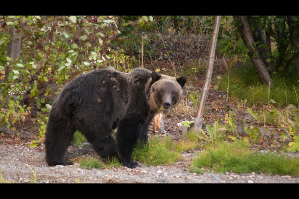 A grizzly bear near a cabin on Tyaughton Lake.