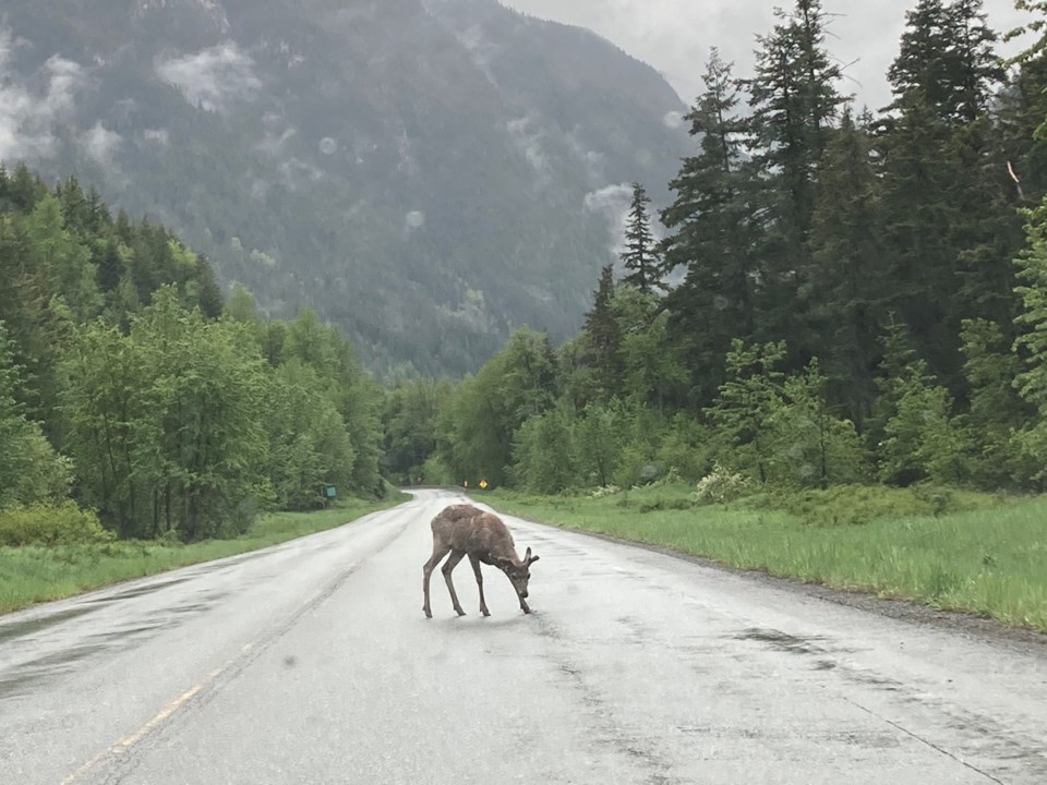 A Deer Stands on the middle of Highway 99 - By Robert Wisla