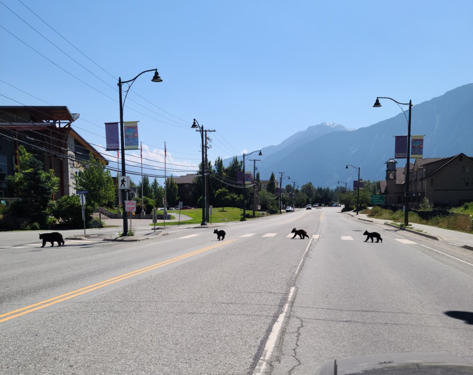 abbey-road-bears