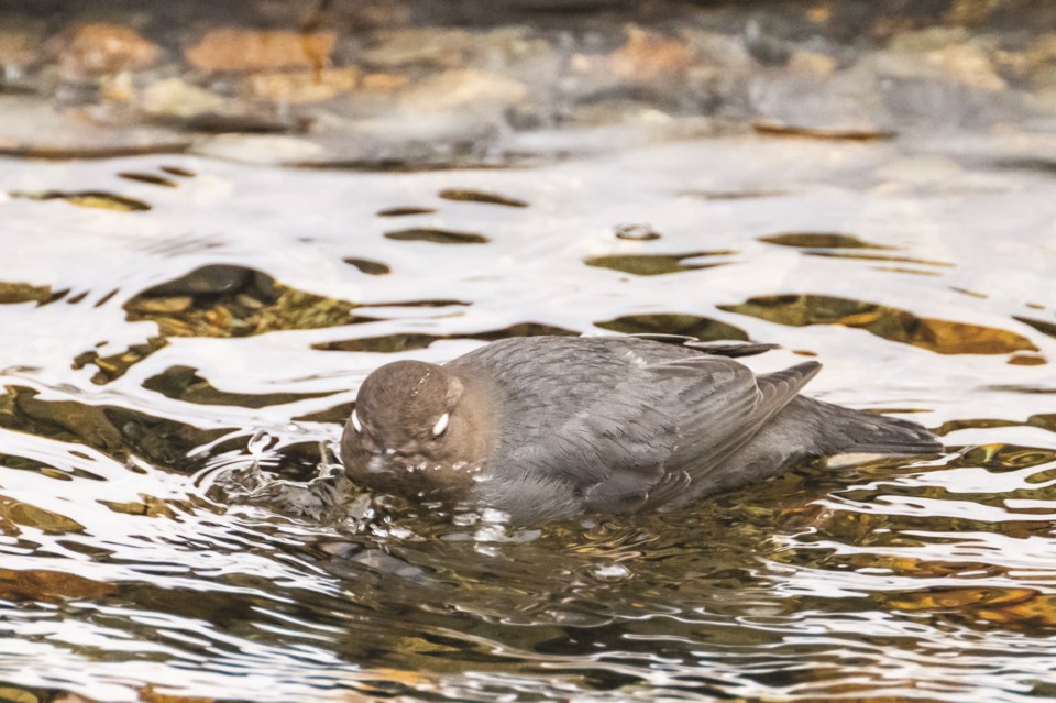 American dipper