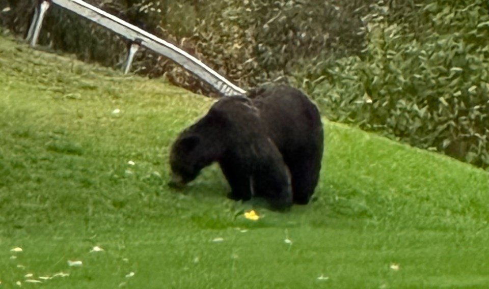 balsam-grizzly-2