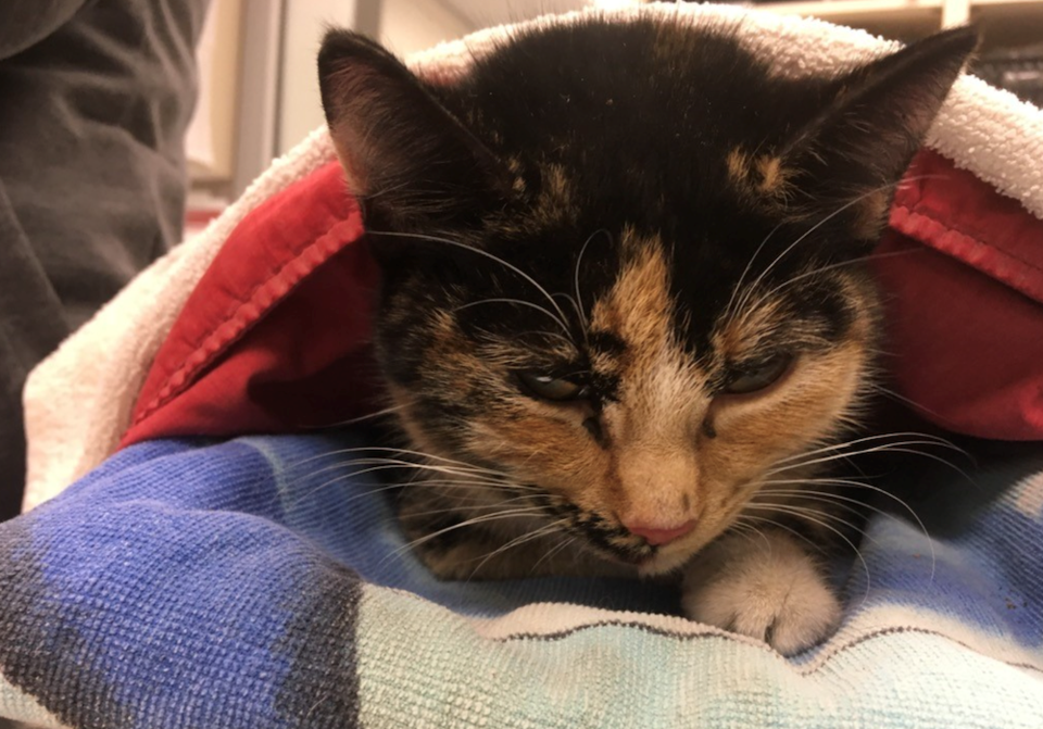BC SPCA hypothermic cat hit by car