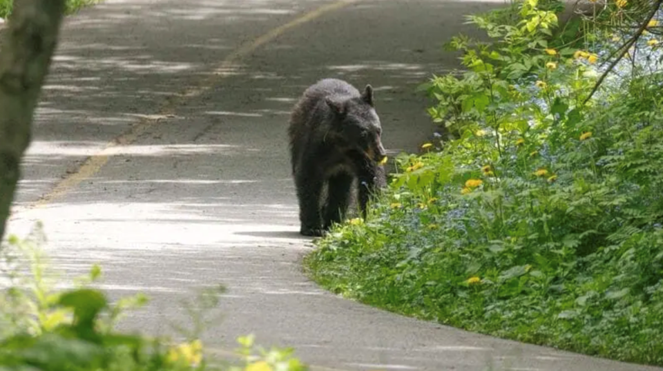 bear-alert-july-7