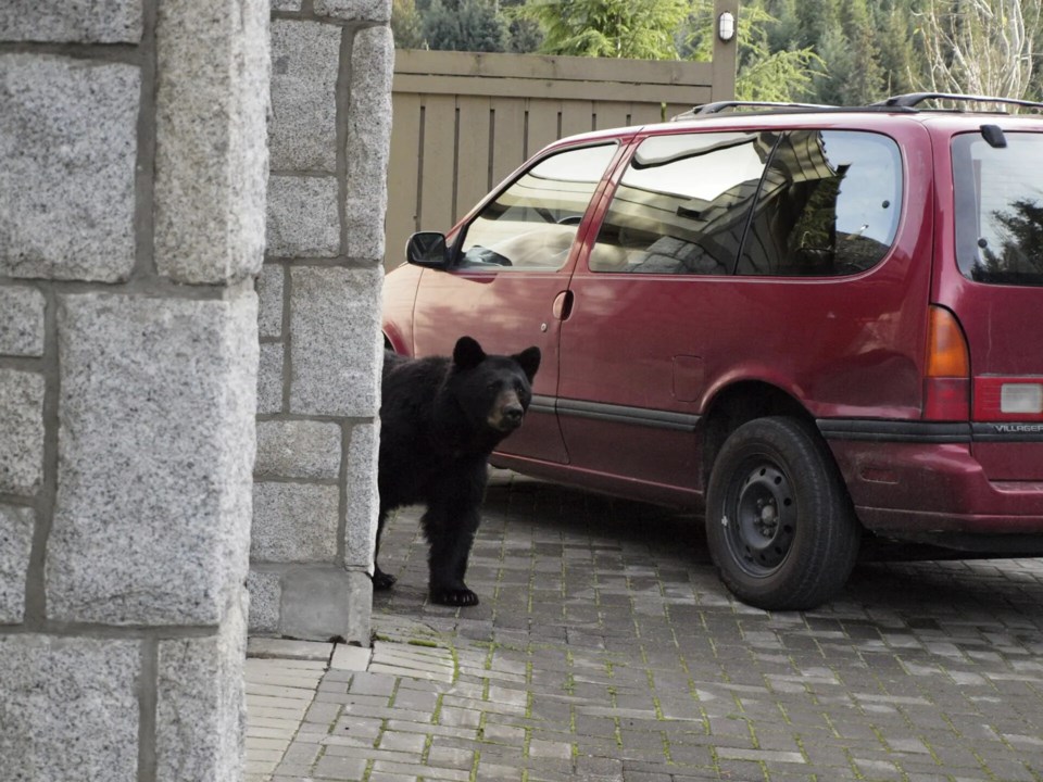 bear-beside-car-whistler-village