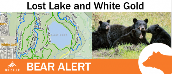bearalert3