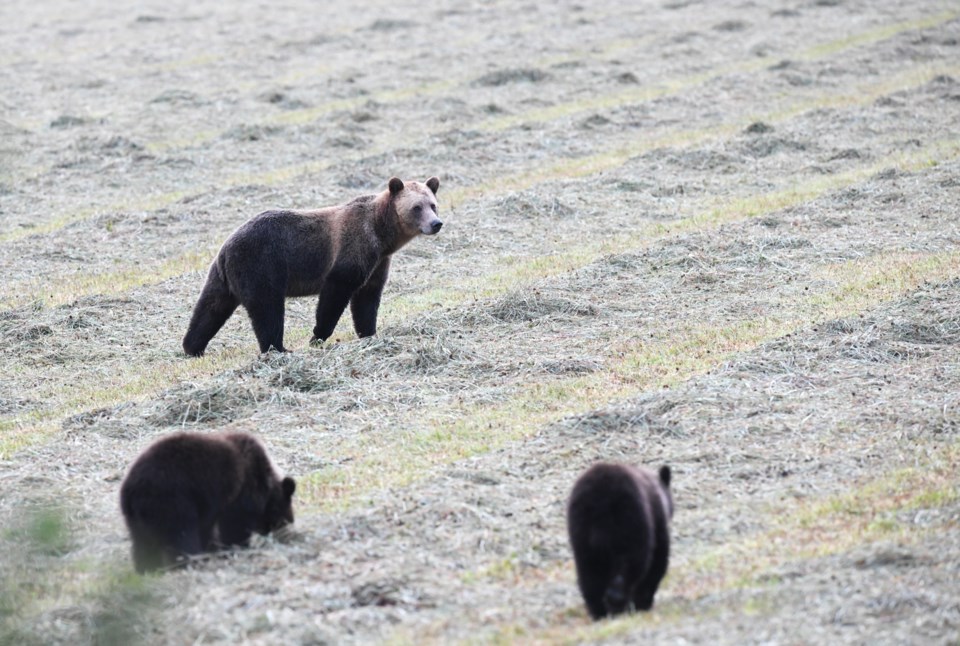 bears