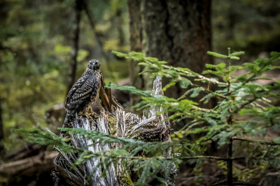 BirdOfPreyWhistlerBC