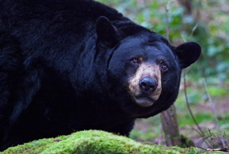 black bear by Chase Dekker Wild-Life Images Moment Getty Images