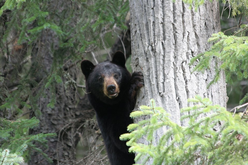 black bear climbing tree by Mike R Turner Getty Images