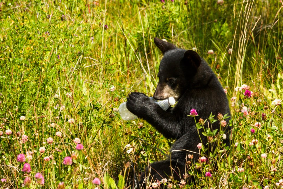 black bear cub eating garbage