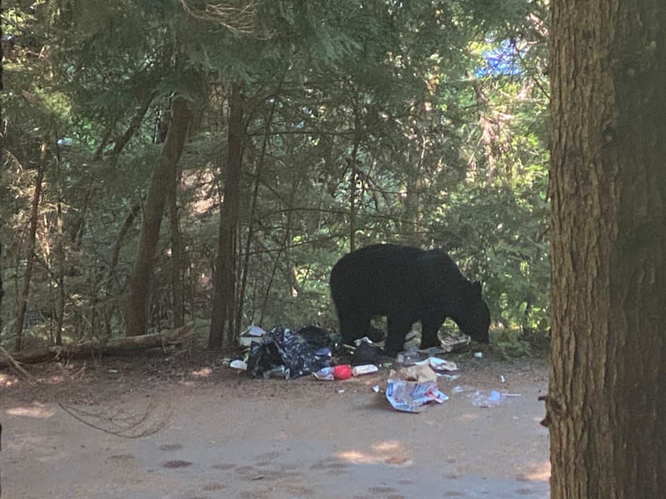 Black bear garbage near lakeside park in Whistler BC