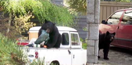 black bear seen accessing vehicles in Whistler's emerald estates