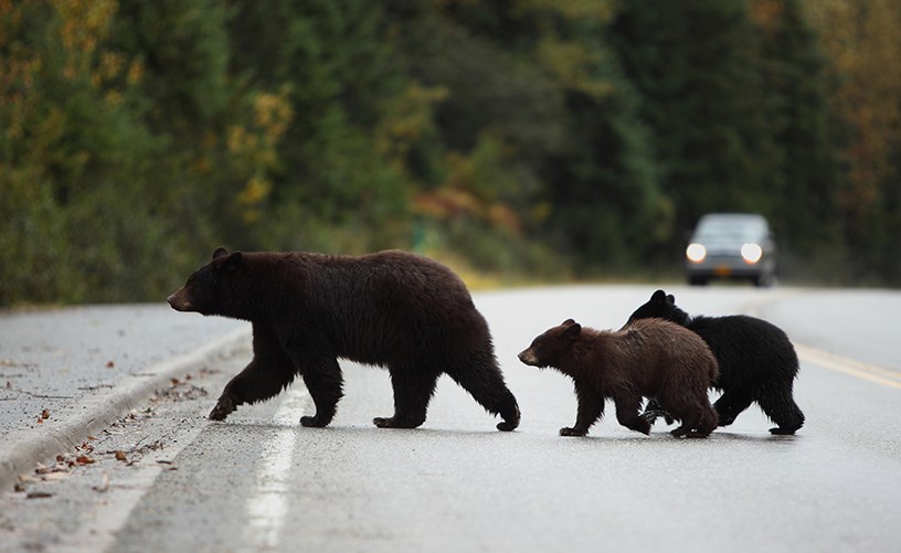 black bears fed kadenwood whistler charges cos GettyImages-146813677