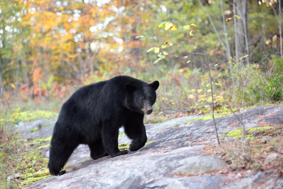 blackbearfallleaves