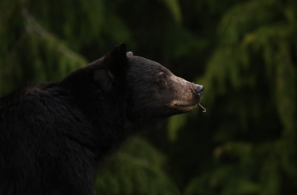 blackbearkilledwhistler