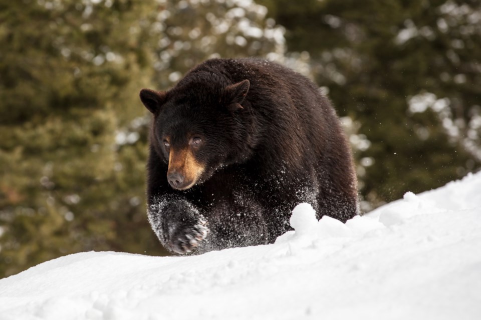 blackbearsnowwhistlerbc