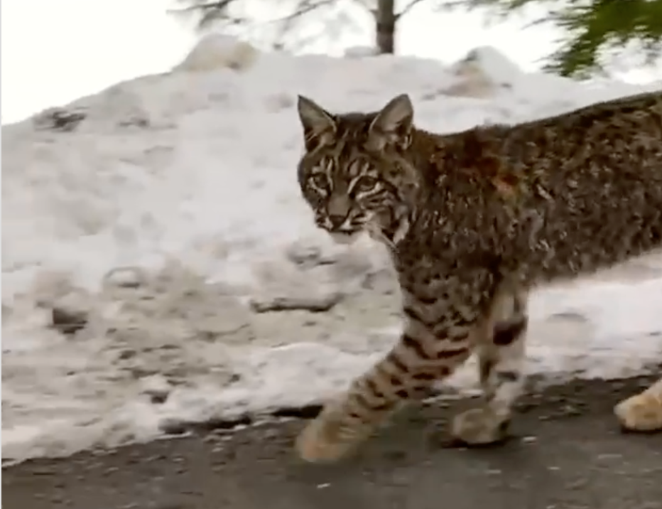 Bobcat spotted in Whistler valley trail 
