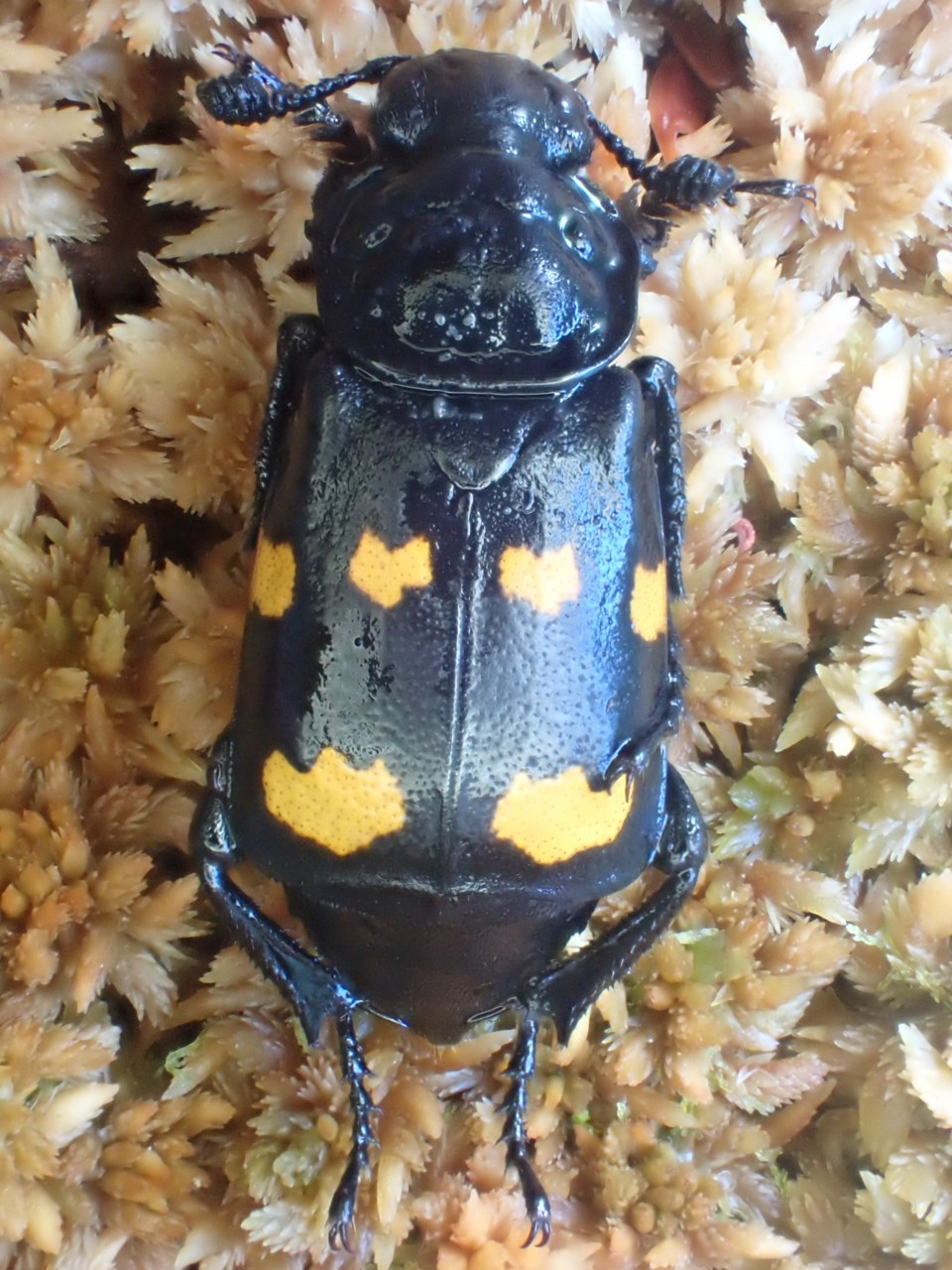 burying-beetle-ns