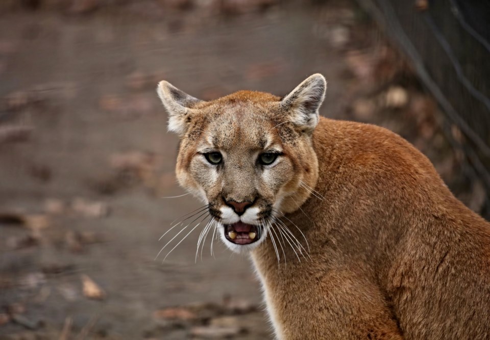 cougar-june-25-2025