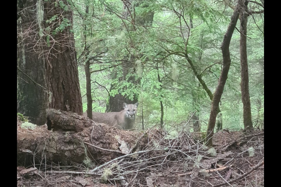 A cougar seen on the Singing Pass trail in Garibaldi Park near Whistler on Wednesday, June 25.