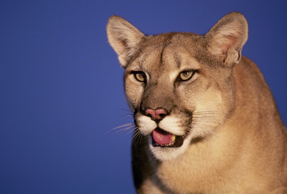 cougar spotted in Whistler BC