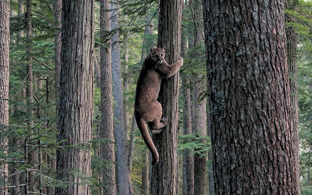 Aggressive cougars (not the cougar pictured) have prompted the closure of the Rubble Creek trail to Garibaldi Lake.