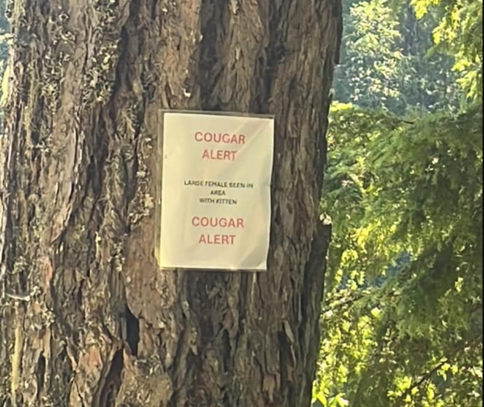 cougar-warning-mosquito