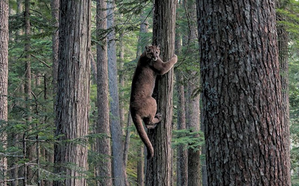 cougarblackcombmountainbc2016benhaggar