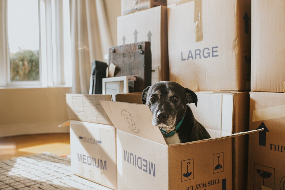 dog in a moving box whistler bc housing crisis