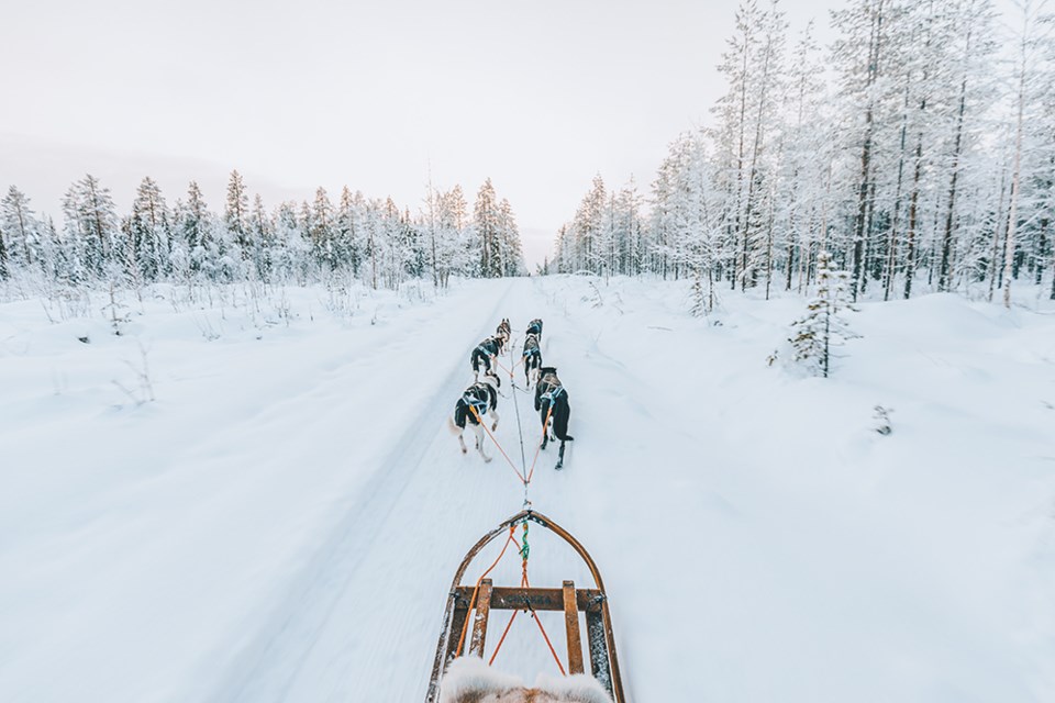 dog sledding in lapland, finland