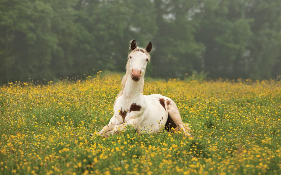 FD-Fork-int-he-road-Horsey-29.12-GETTY-IMAGES