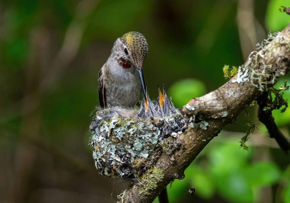 female hummingbird feeding babies - canada - getty images