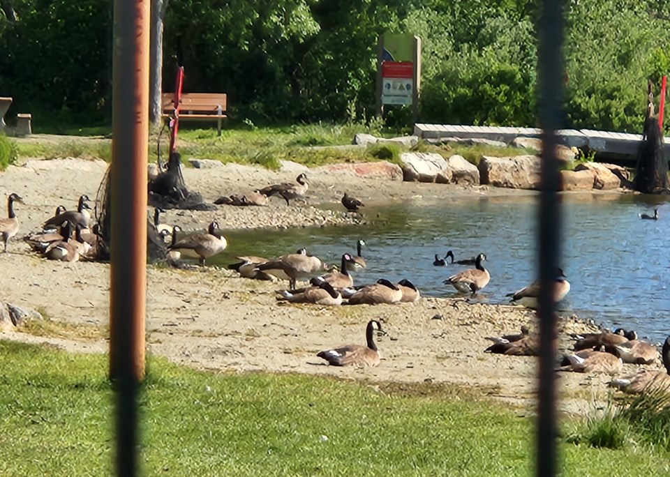 geese-letter