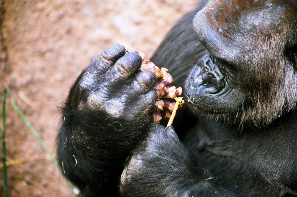 Gorilla