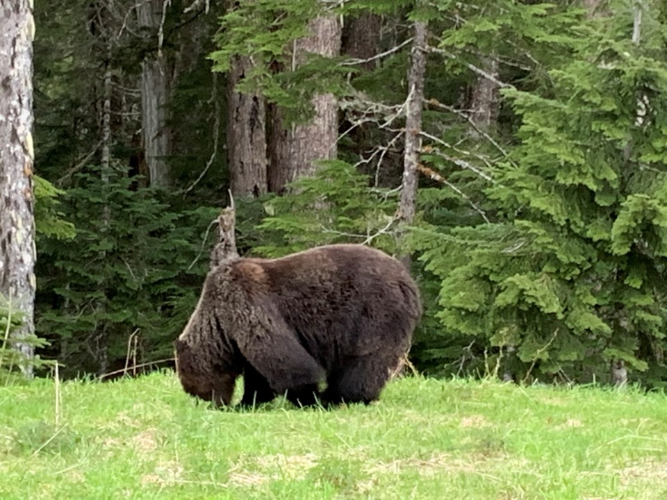 grizzly bear whistler's callaghan valley