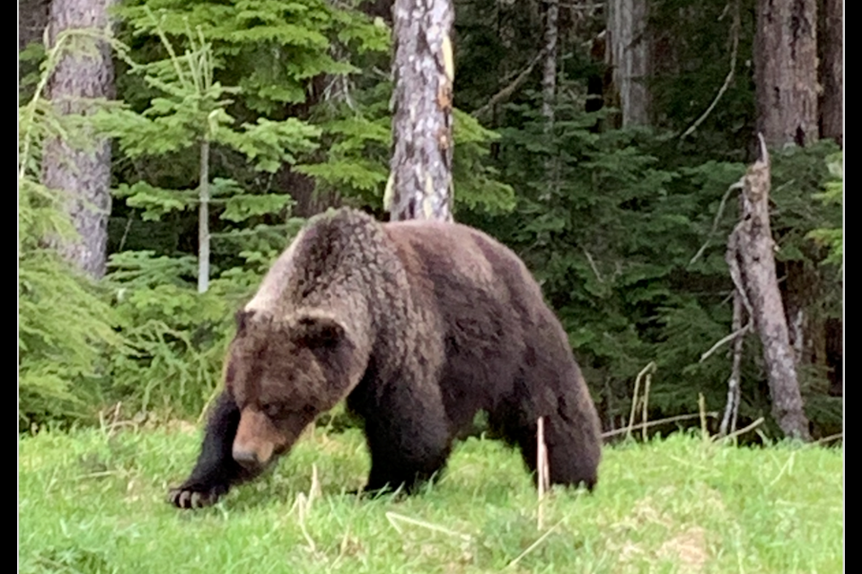 Conservation officers are asking the community to give space to a grizzly bear spotted in Whistler's Callaghan Valley recently, in order to ensure the safety of both the public and the bear. 