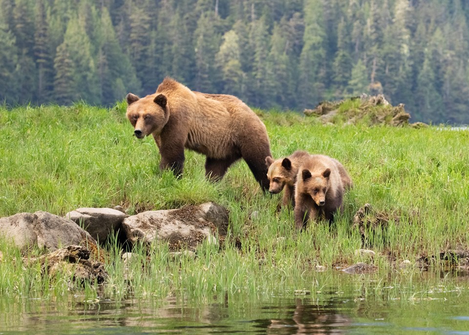 grizzly bears GettyImages-1156933652