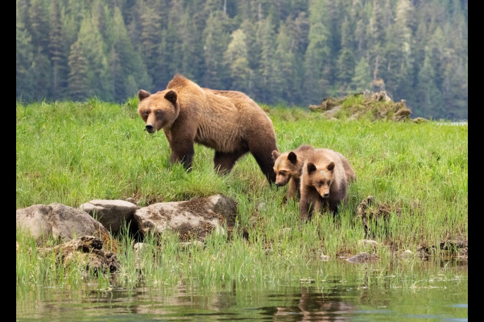 A grizzly bear family pictured in British Columbia's Khutzeymateen Provincial Park, near the Great Bear Rainforest. 